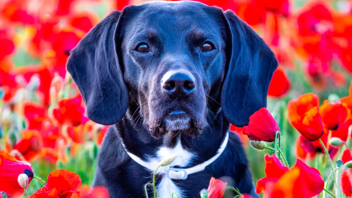 Perro