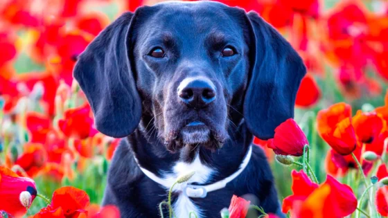 Perro