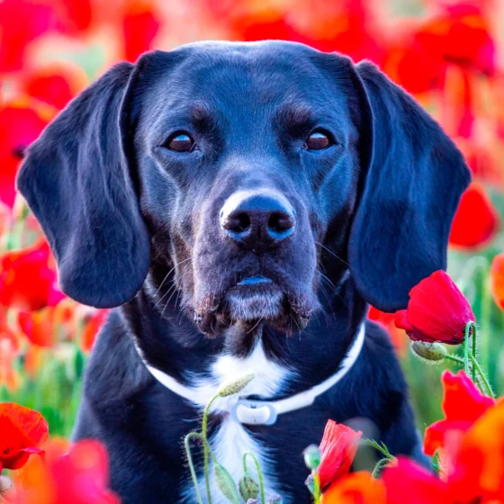 Perro