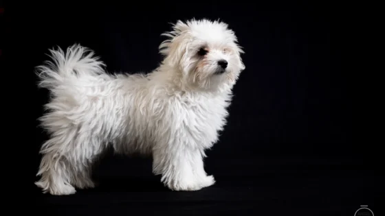 Perro
