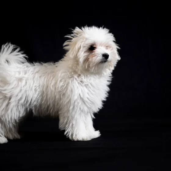 Perro