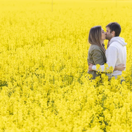 Girasoles