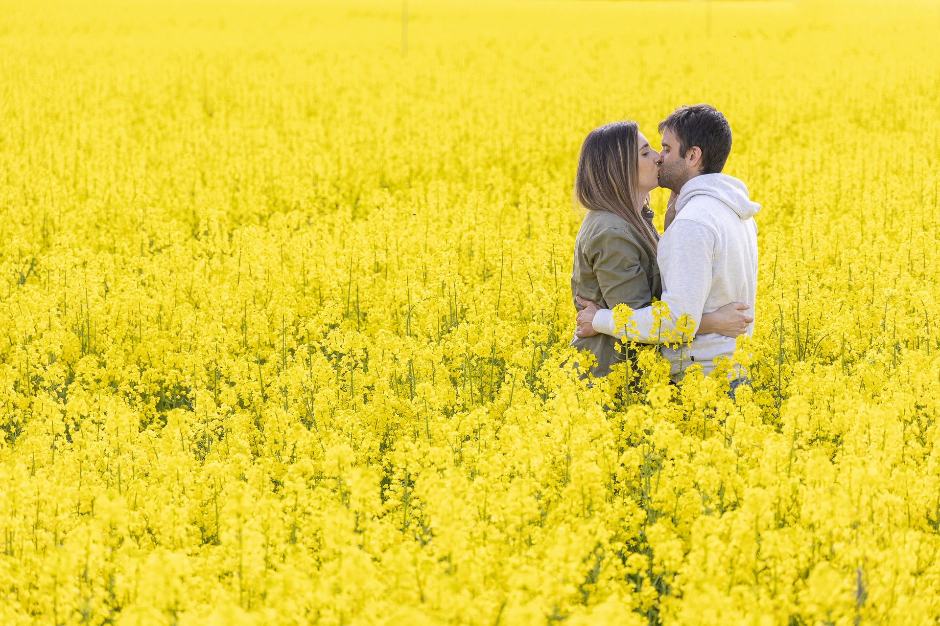 Girasoles